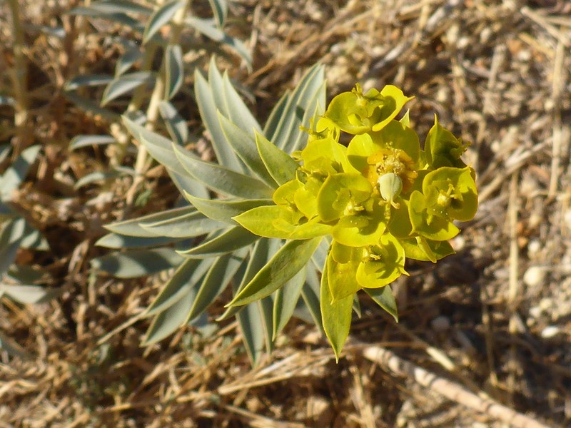 Euphorbia macroclada photo 6