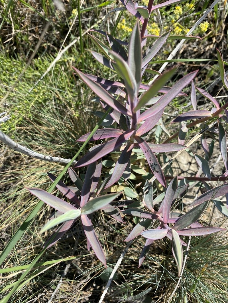 Euphorbia macroclada photo 7