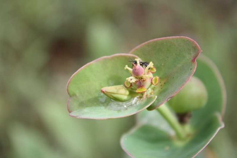 Euphorbia macrophylla