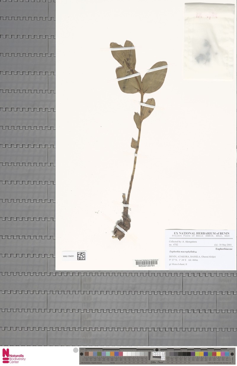 Euphorbia macrophylla photo 3