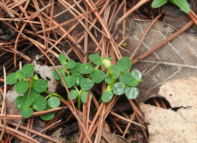 Euphorbia macropodoides photo 2