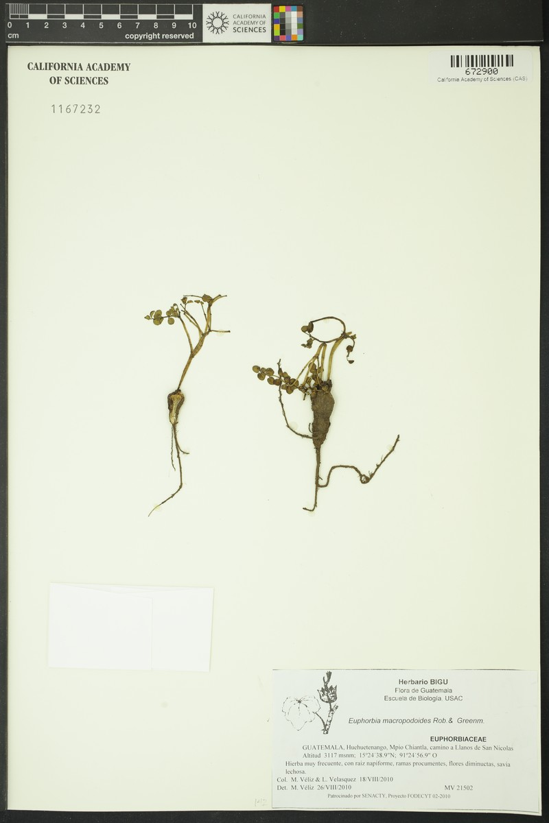 Euphorbia macropodoides photo 3