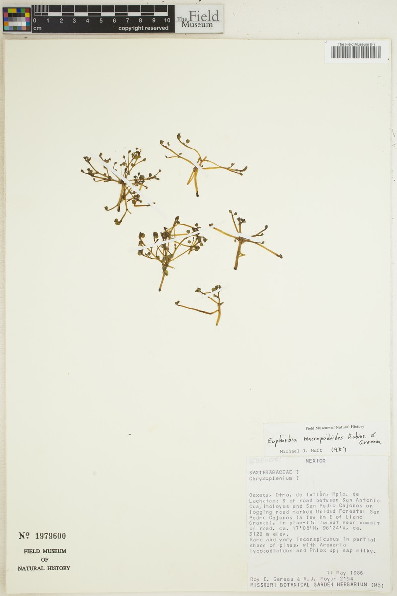Euphorbia macropodoides photo 6