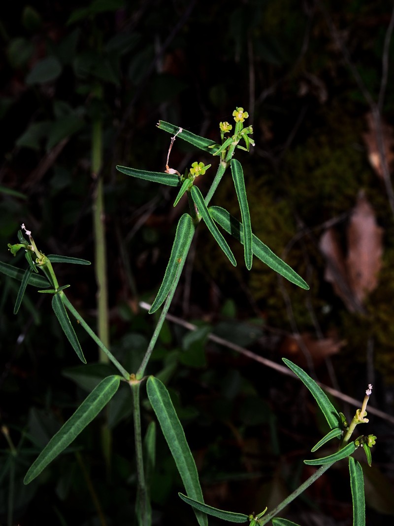 Huachuca Mountain Spurge