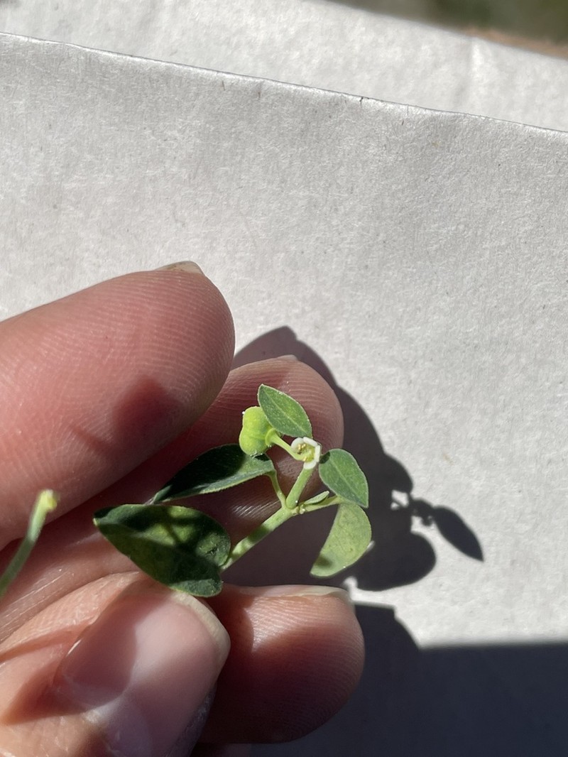 Huachuca Mountain Spurge photo 2