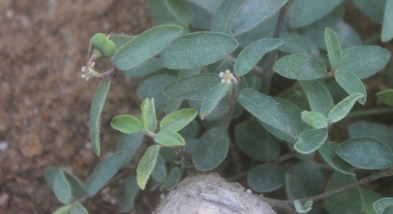 Huachuca Mountain Spurge photo 3