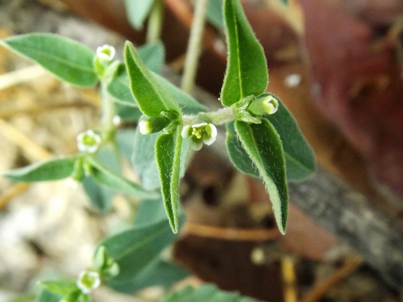 Huachuca Mountain Spurge photo 4