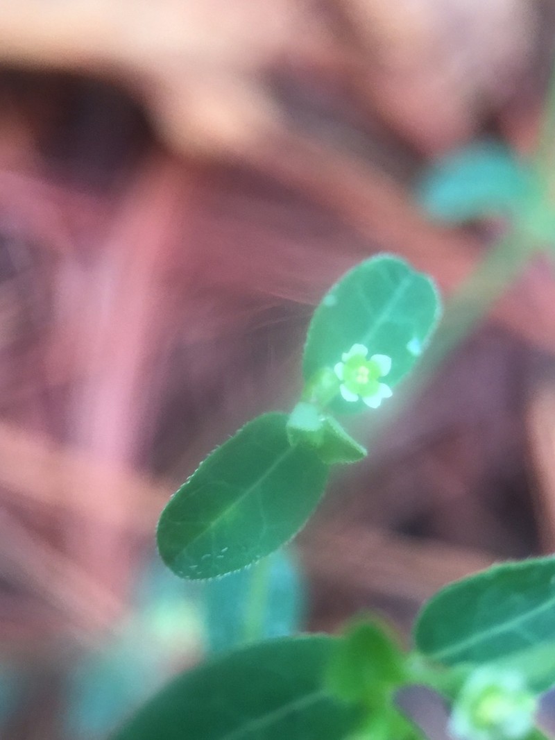 Huachuca Mountain Spurge photo 5