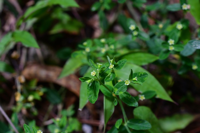 Huachuca Mountain Spurge photo 6