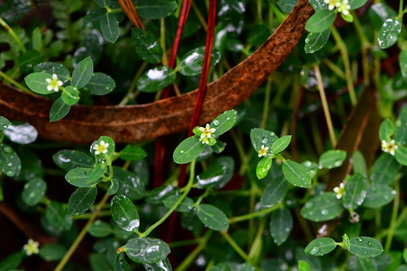 Huachuca Mountain Spurge photo 7