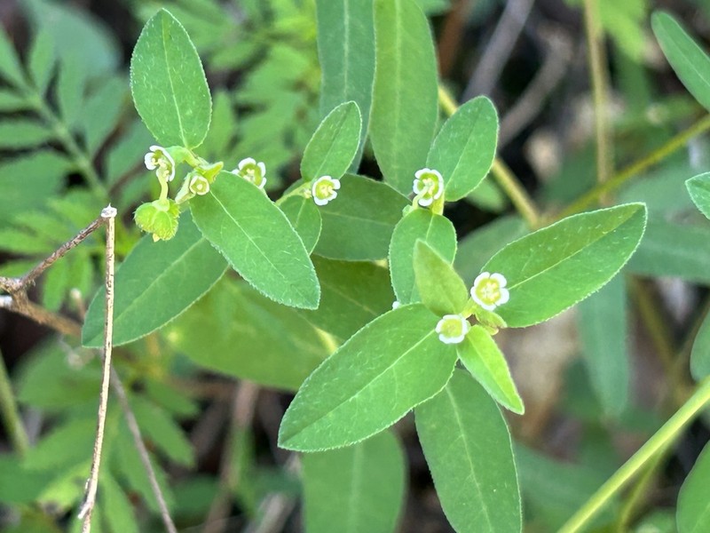 Huachuca Mountain Spurge photo 8