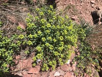 Euphorbia macrorhiza