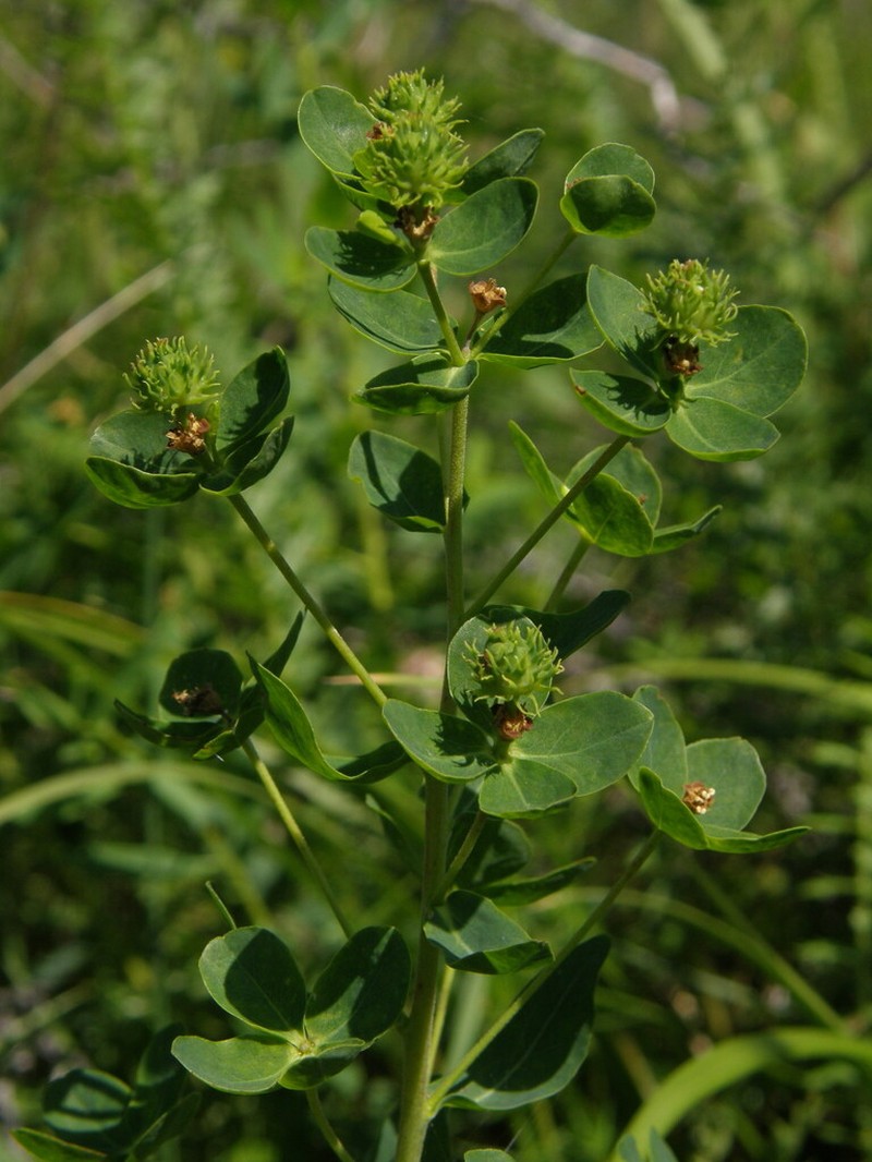 Euphorbia macrorhiza photo 2