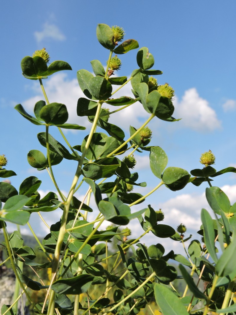 Euphorbia macrorhiza photo 3
