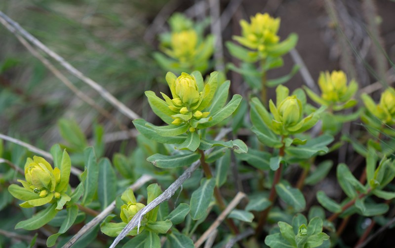 Euphorbia macrorhiza photo 4