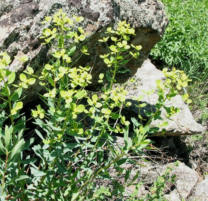 Euphorbia macrorhiza photo 5