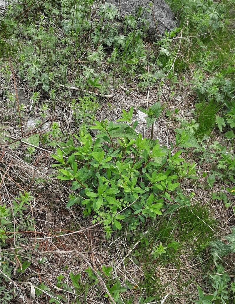 Euphorbia macrorhiza photo 6