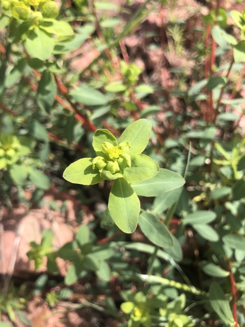 Euphorbia macrorhiza photo 7