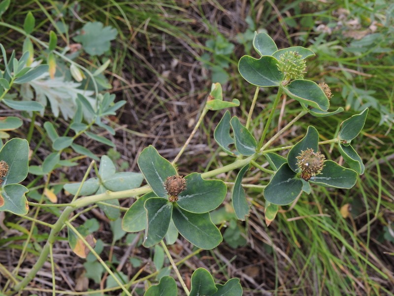 Euphorbia macrorhiza photo 8