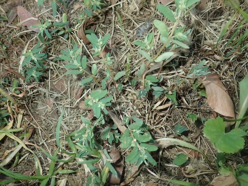 Spotted Sandmat photo 5