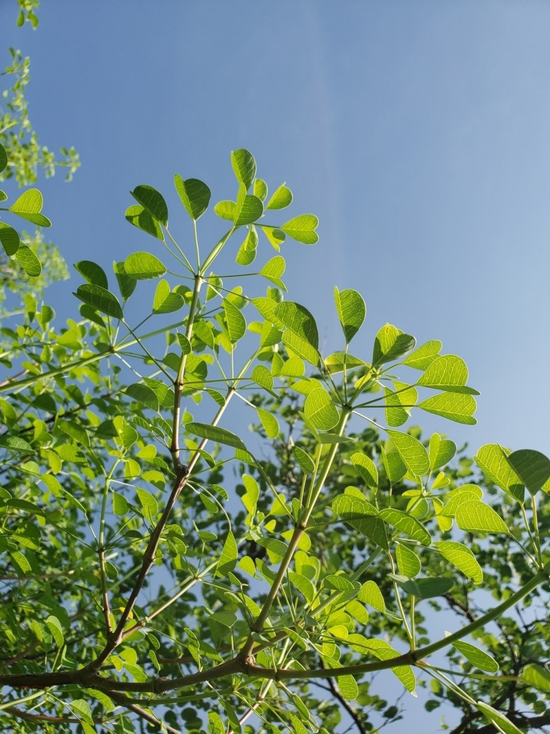 Euphorbia macvaughii