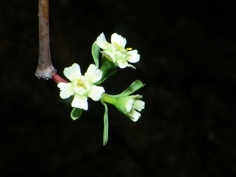 Euphorbia macvaughii photo 2