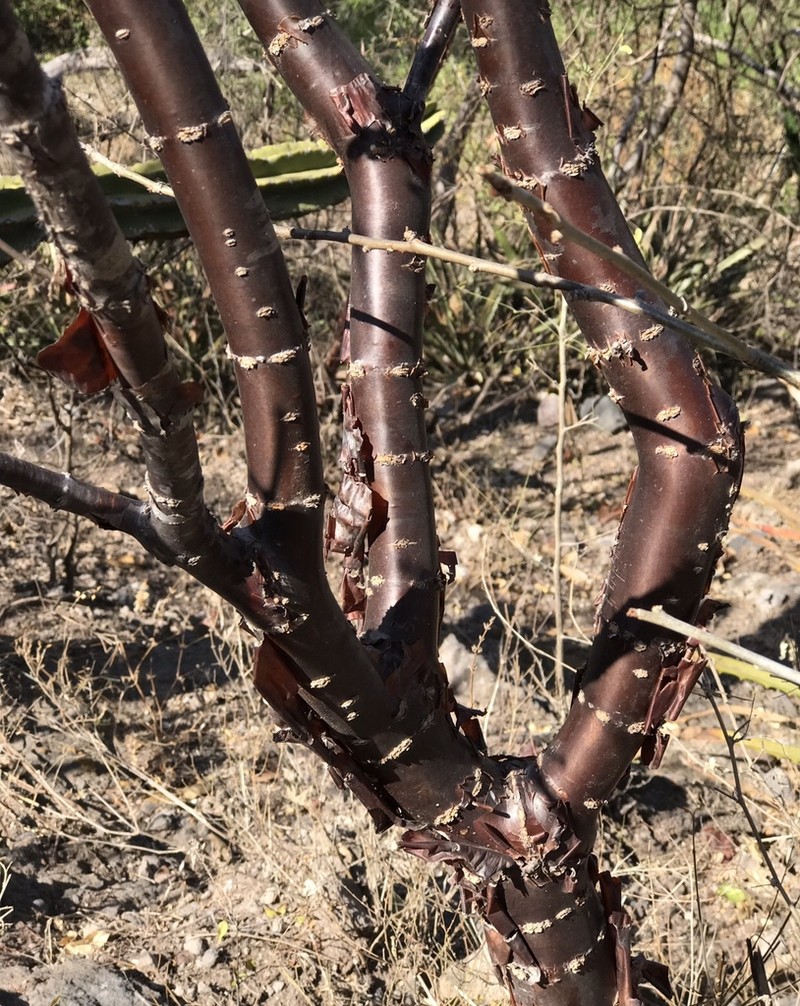 Euphorbia macvaughii photo 3