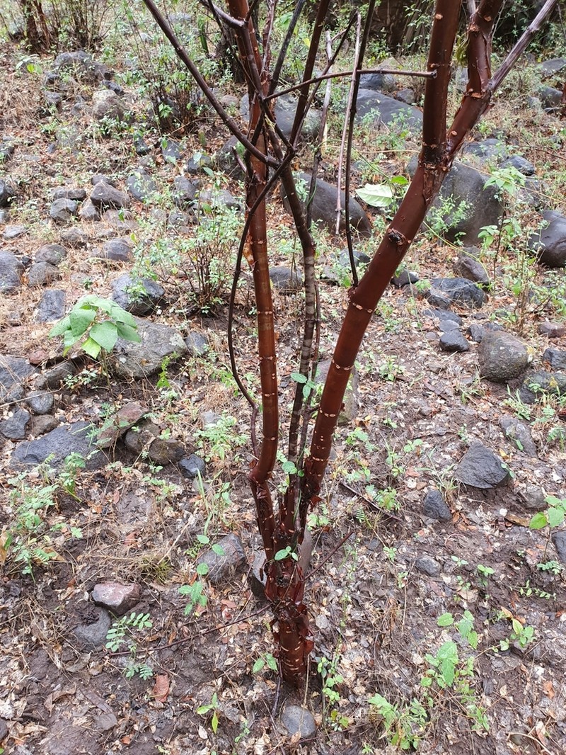 Euphorbia macvaughii photo 5