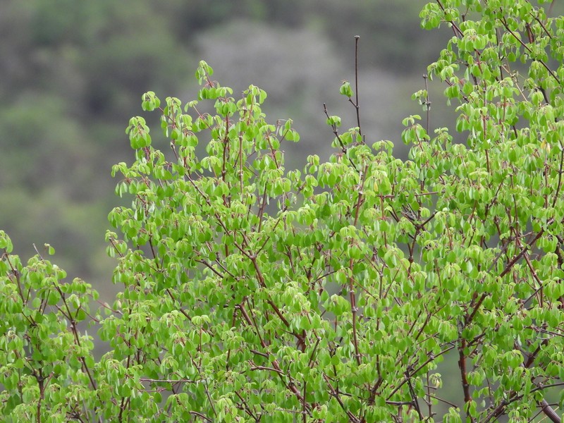 Euphorbia macvaughii photo 6