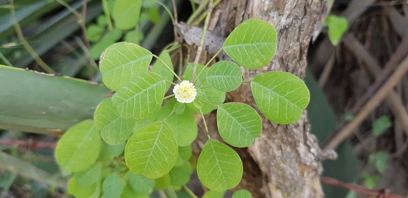 Euphorbia macvaughii photo 8