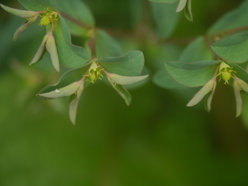 Euphorbia maddenii photo 2