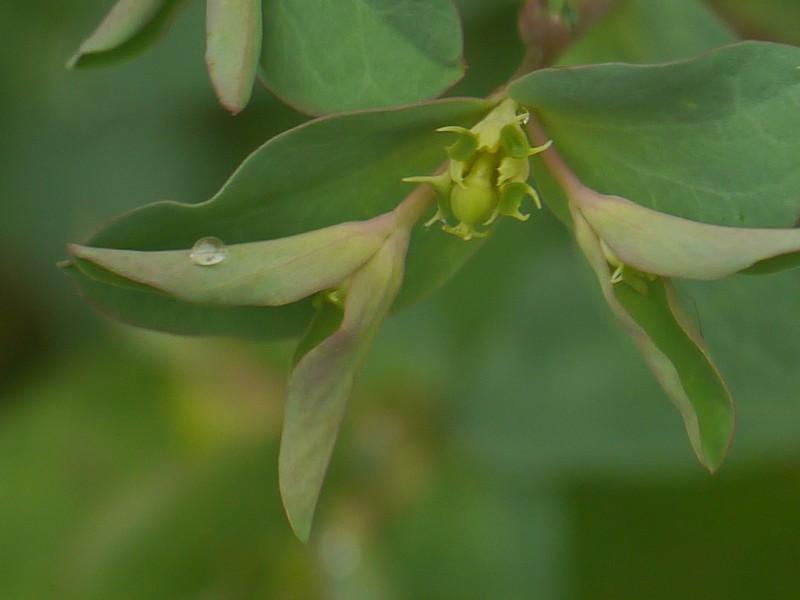 Euphorbia maddenii photo 3