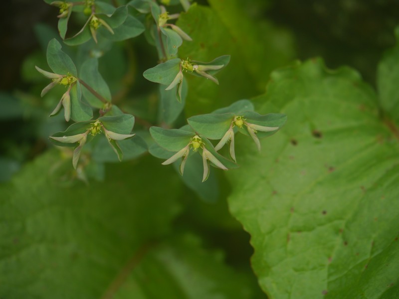 Euphorbia maddenii photo 4