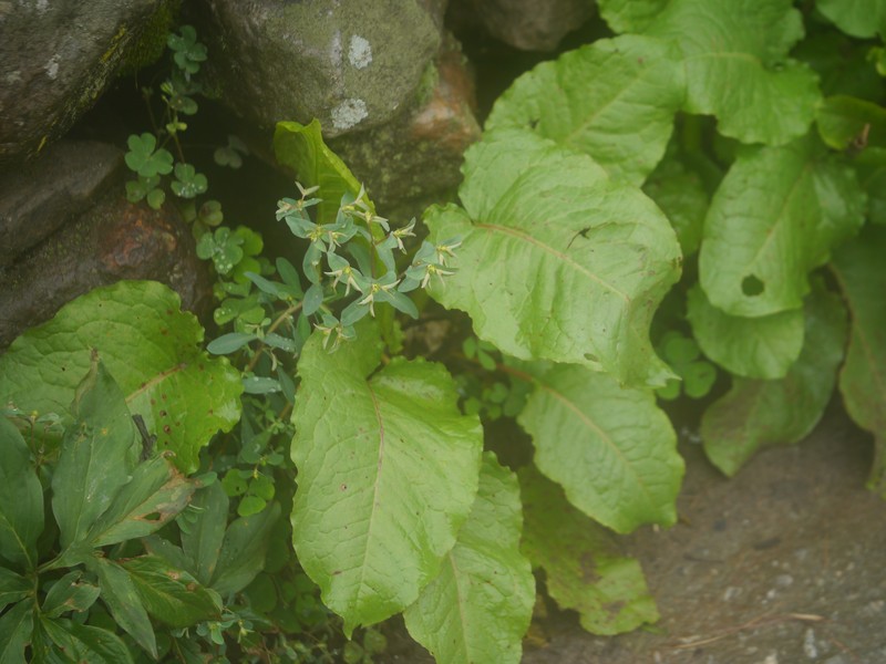 Euphorbia maddenii photo 5