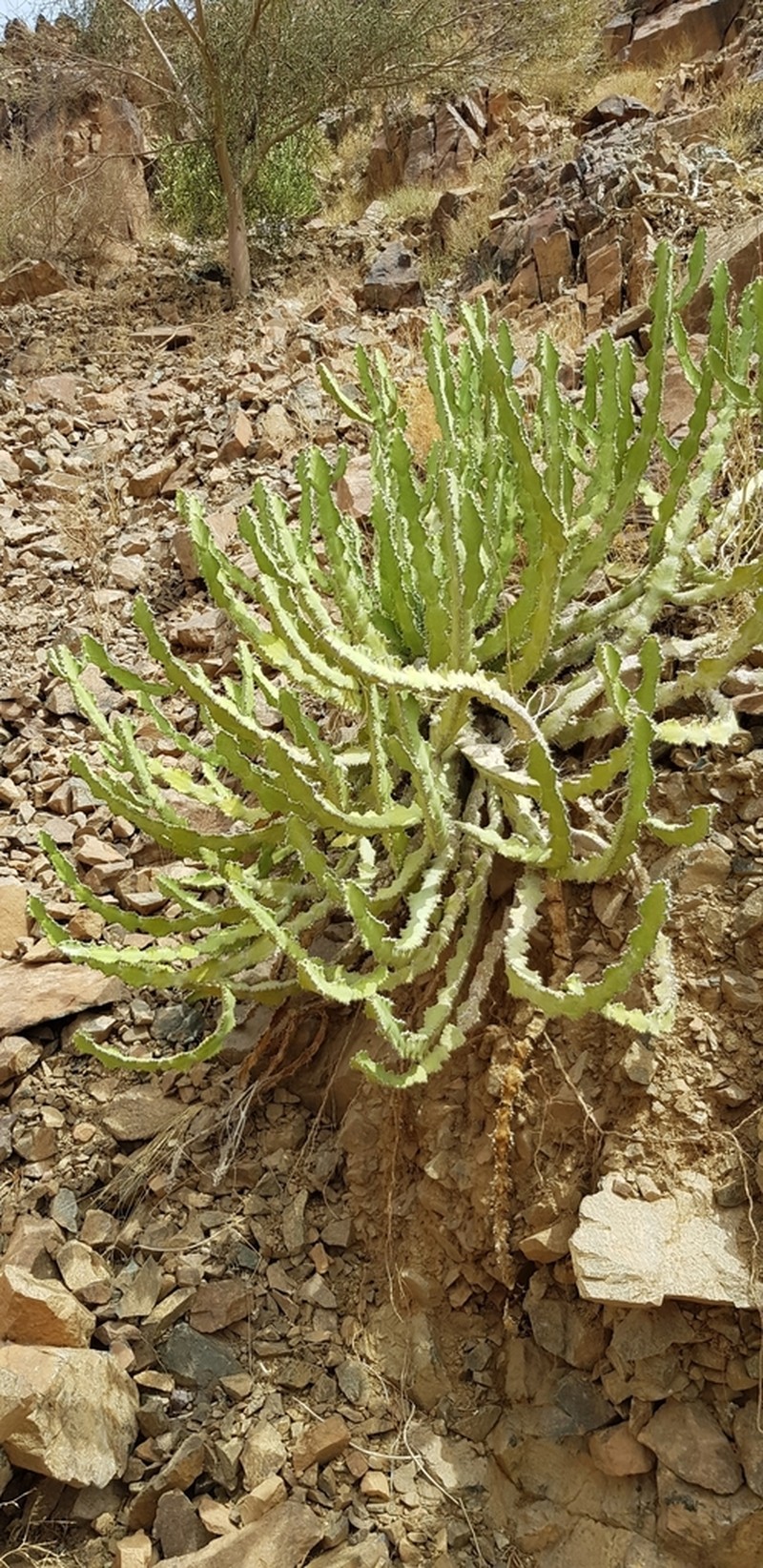 Euphorbia madinahensis