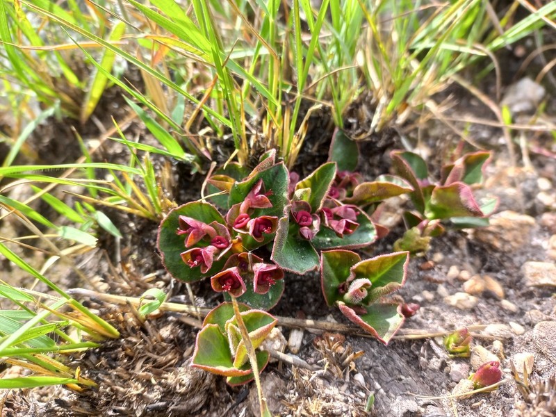 Euphorbia mafingensis photo 2