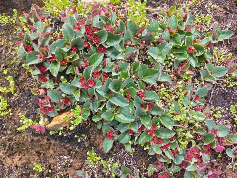 Euphorbia mafingensis photo 3