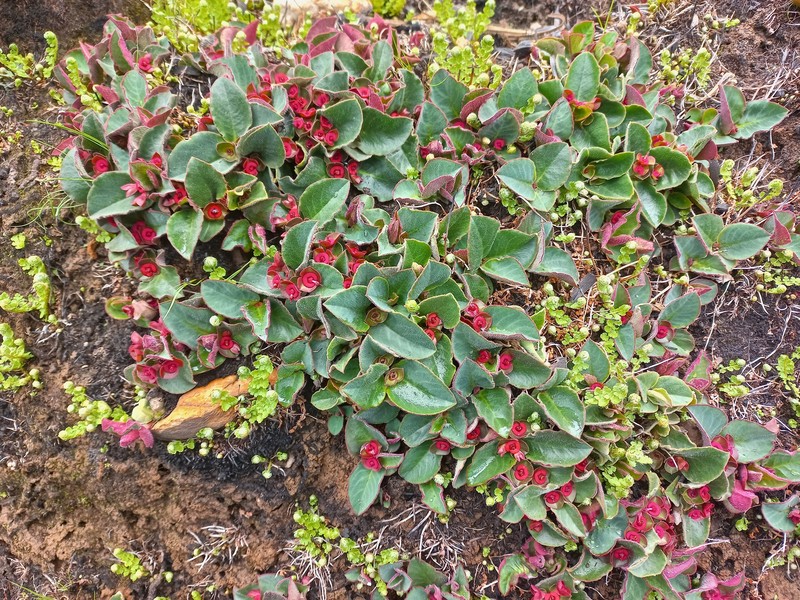 Euphorbia mafingensis photo 5