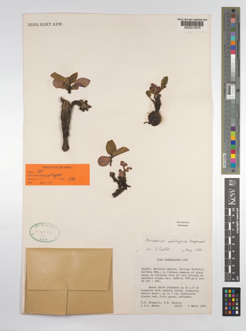 Euphorbia mafingensis photo 7