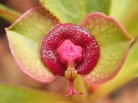 Euphorbia mafingensis
