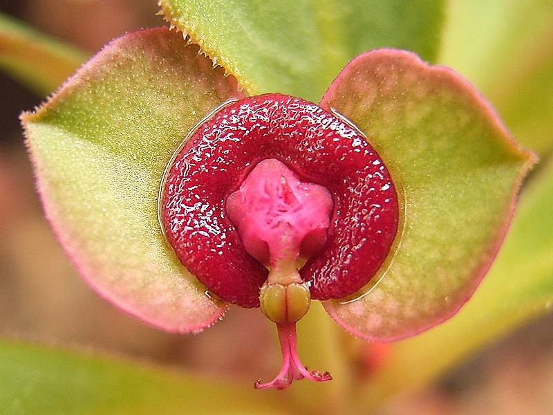 Euphorbia mafingensis