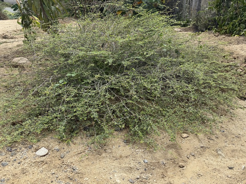 Euphorbia magdalenae
