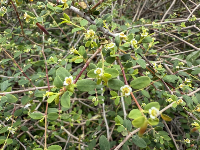 Euphorbia magdalenae photo 2