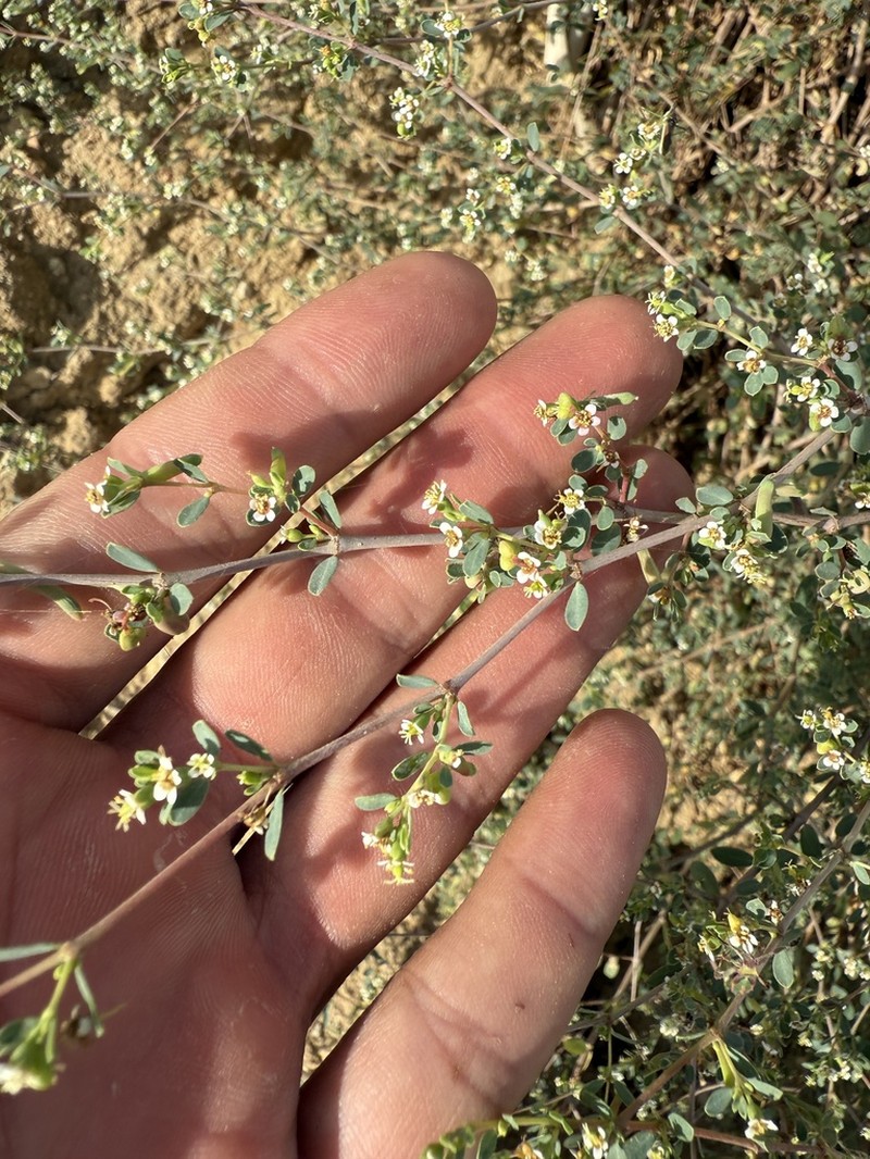 Euphorbia magdalenae photo 3