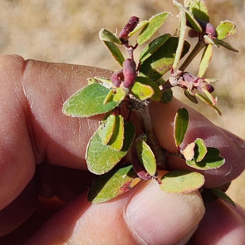 Euphorbia magdalenae photo 4