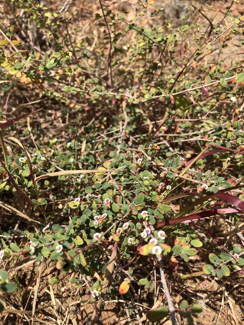 Euphorbia magdalenae photo 5