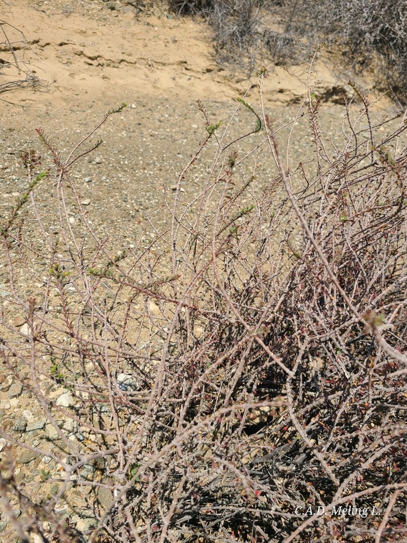 Euphorbia magdalenae photo 6