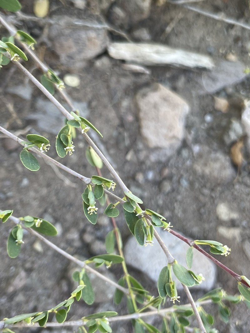 Euphorbia magdalenae photo 7