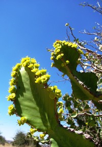 Euphorbia magnicapsula
