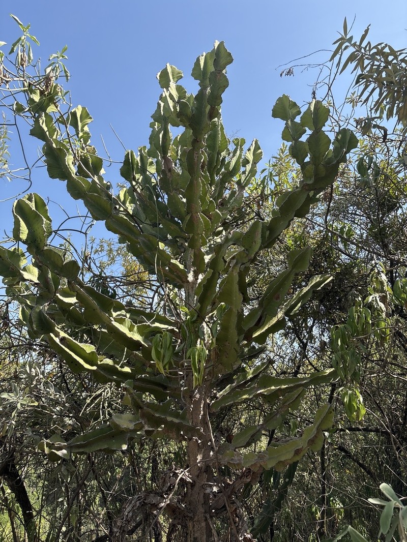 Euphorbia magnicapsula photo 2
